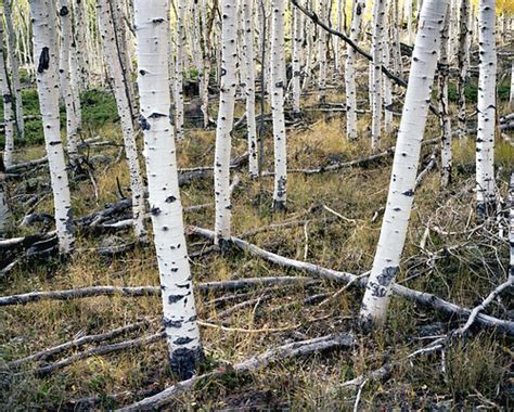 aspren sprout|How Aspen Trees Propagate: Insights on Clonal Colonies